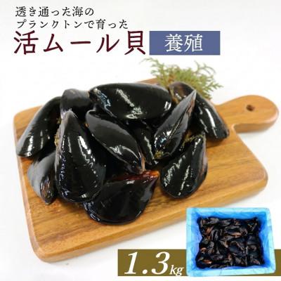ふるさと納税 大船渡市 活ムール貝 1.3kg[enzen005_2]
