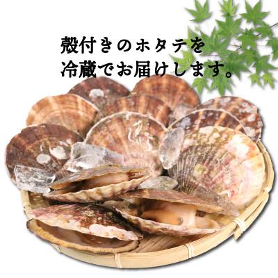 ふるさと納税 大船渡市 活ホタテ10枚(12〜13cm)[enzen004_1] |  | 02
