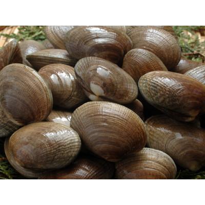 ふるさと納税 厚岸町 [4月中旬から6月限定発送]天然!殻あさり(大) 500g×1パック