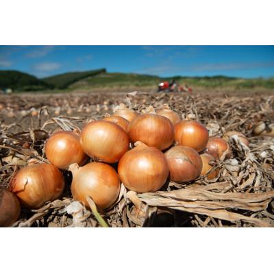 ふるさと納税 美幌町 [2026年10月上旬以降発送]美幌産 たまねぎ 2Lサイズ 10kg 令和8年度産