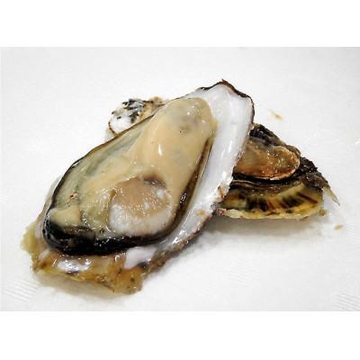 ふるさと納税 厚岸町 【生食用】「カキえもん」LLサイズ×20個 北海道厚岸町産 殻付牡蠣 (カキナイフ付) |  | 01
