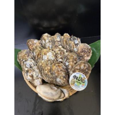 ふるさと納税 厚岸町 【生食用】「カキえもん」LLサイズ×20個 北海道厚岸町産 殻付牡蠣 (カキナイフ付) |  | 03