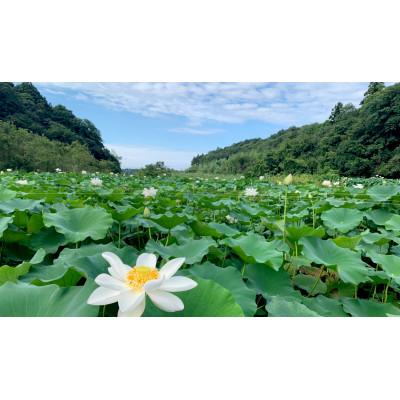 ふるさと納税 佐倉市 里山れんこん 2kg |  | 01