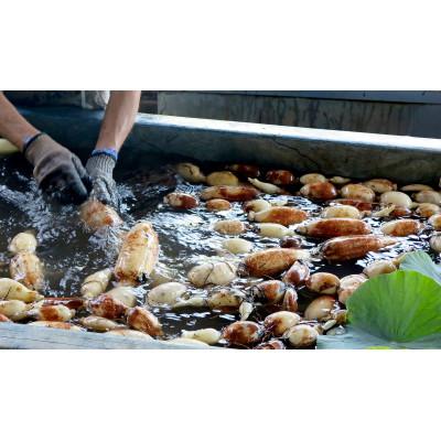 ふるさと納税 佐倉市 里山れんこん 2kg |  | 03