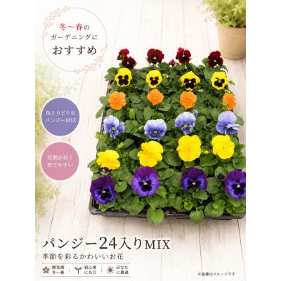 ふるさと納税 山添村 生産直送!パンジー24ポット詰め合わせ (10月下旬ごろより順次発送予定)