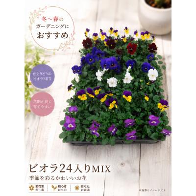 ふるさと納税 山添村 生産直送!ビオラ24ポット詰め合わせ (10月下旬ごろより順次発送予定)