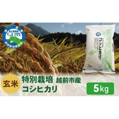 ふるさと納税 越前市 [先行受付]令和8年産 特別栽培 コシヒカリ 玄米 5kg