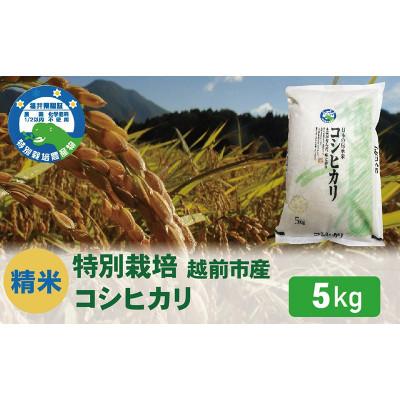 ふるさと納税 越前市 [先行受付]令和8年産 特別栽培 コシヒカリ 5kg
