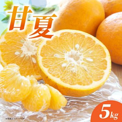ふるさと納税 多久市 甘夏 5kg(多久市)