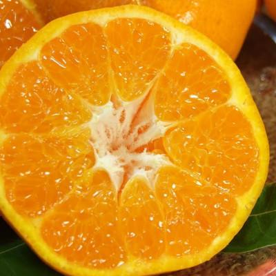 ふるさと納税 湯浅町 [訳あり]はるみ [約5kg]和歌山県有田産 春みかん サイズ混合 ご家庭用