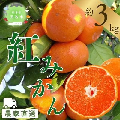 ふるさと納税 玉名市 [玉名市産] 紅みかん 約3kg