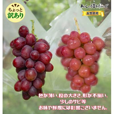 ふるさと納税 長野県 ちょっと訳あり 新鮮朝採り クイーンルージュ(R)2〜3房 計1kg以上!令和8年9月中旬〜順次発送 |  | 01