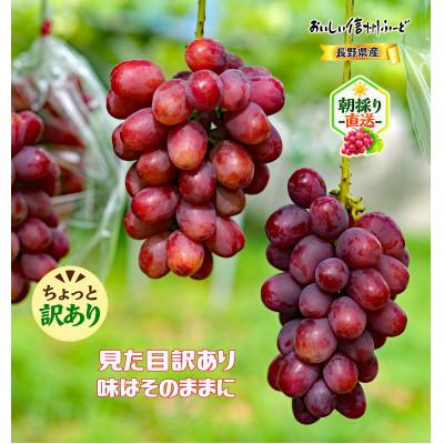 ふるさと納税 長野県 ちょっと訳あり 新鮮朝採り クイーンルージュ(R)2〜3房 計1kg以上!令和8年9月中旬〜順次発送 |  | 02