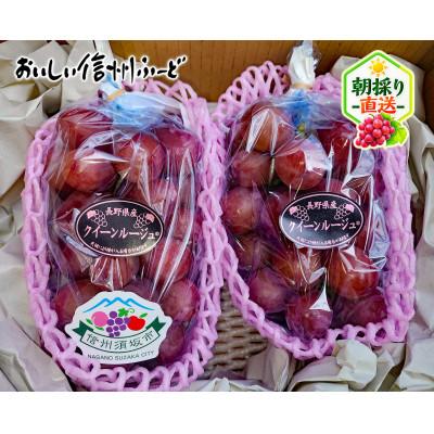 ふるさと納税 長野県 ちょっと訳あり 新鮮朝採り クイーンルージュ(R)2〜3房 計1kg以上!令和8年9月中旬〜順次発送 |  | 03