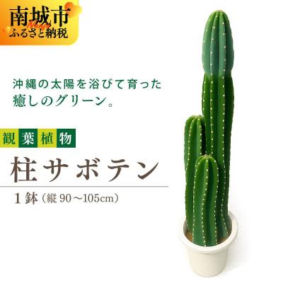 ふるさと納税 南城市 柱サボテン