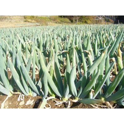 ふるさと納税 下仁田町 下仁田町特産「下仁田ねぎ」 食べ比べセット 7本入り(M2本 L2本 2L3本)F21K-727