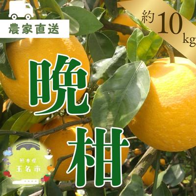 ふるさと納税 玉名市 [熊本県産] 晩柑 約10kg