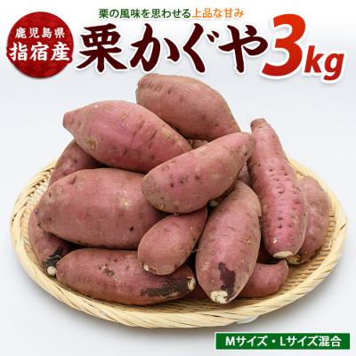 ふるさと納税 指宿市 らくと農園の栗かぐや約3kg(IB084-004)