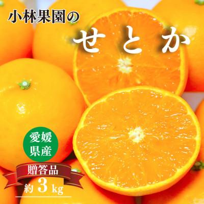 ふるさと納税 八幡浜市 愛媛・小林果園のせとか 約3kg[大切な方への贈り物に][24-50]
