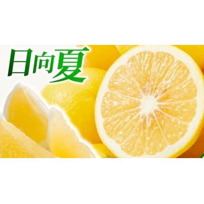 ふるさと納税 綾町 紅日向夏&amp;日向夏(種少なめ)2.5kg