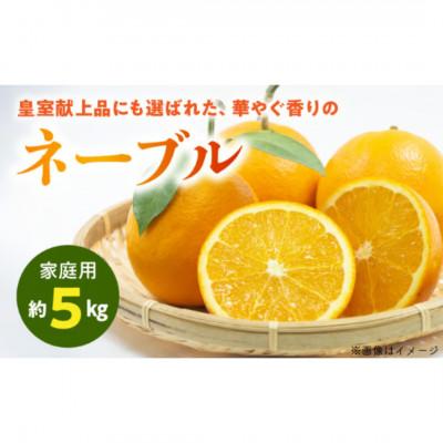ふるさと納税 宇土市 [先行予約]福島オレンジ農園 おいしい樹成甘熟!! ネーブル(家庭用)約5kg