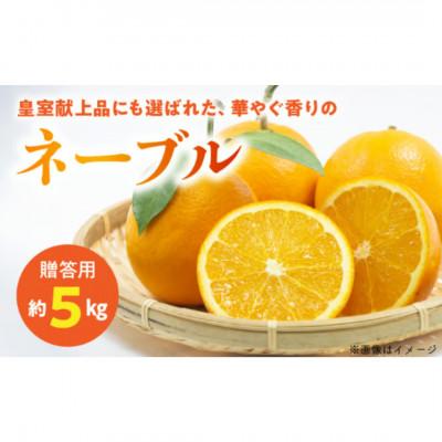 ふるさと納税 宇土市 [先行予約]福島オレンジ農園 おいしい樹成甘熟!! ネーブル(贈答用)約5kg