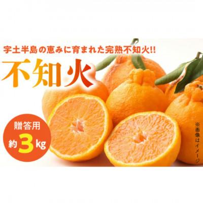 ふるさと納税 宇土市 [先行予約]福島オレンジ農園 おいしい樹成甘熟!!不知火(贈答用)約3kg