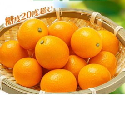 ふるさと納税 綾町 きんかん「宮崎夢丸」1kg