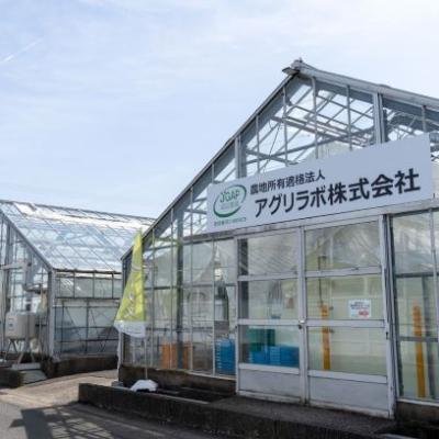 ふるさと納税 瑞穂市 美濃国やさいセット(信長レタス3袋・光秀レタス3袋) |  | 02