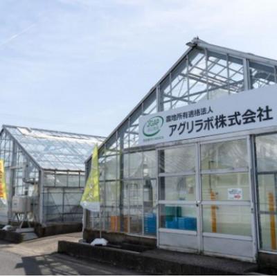 ふるさと納税 瑞穂市 美濃国やさいセット(信長レタス6袋・光秀レタス6袋) |  | 02