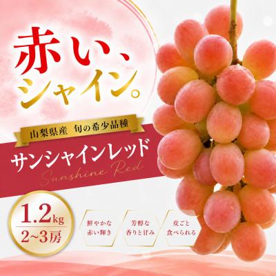 ふるさと納税 笛吹市 【2026年発送】サンシャインレッド 1.2kg(2〜3房)山梨県産 希少 赤系ぶどう【産地直送】 | 