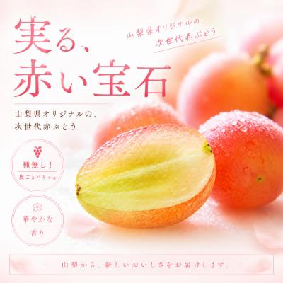ふるさと納税 笛吹市 【2026年発送】サンシャインレッド 1.2kg(2〜3房)山梨県産 希少 赤系ぶどう【産地直送】 |  | 01