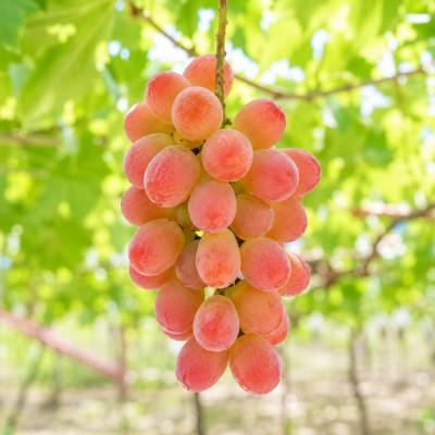 ふるさと納税 笛吹市 【2026年発送】サンシャインレッド 1.2kg(2〜3房)山梨県産 希少 赤系ぶどう【産地直送】 |  | 02