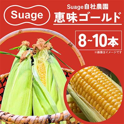 ふるさと納税 江別市 Suage 自社農園直送 朝どりとうもろこし 恵味ゴールド 8〜10本 濃厚な甘みのスイートコーン