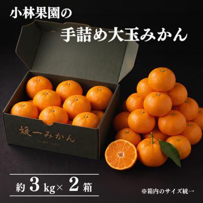 ふるさと納税 八幡浜市 小林果園の手詰め大玉みかん(約3kg×2箱)[24-52]
