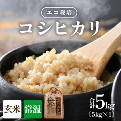 ふるさと納税 あわら市 [令和8年産][一等米]エコ栽培コシヒカリ 玄米5kg