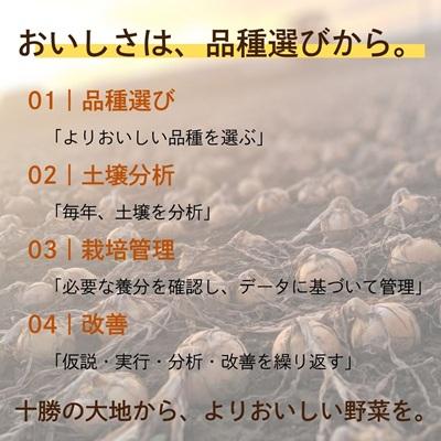 ふるさと納税 池田町 先行予約【訳あり】北海道産 玉ねぎ 20kg サイズおまかせ S〜3L 十勝池田町 十勝美濃農場 |  | 02