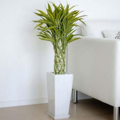 ふるさと納税 大村市 観葉植物 萬年竹(ミリオンバンブー) ロングスクエア陶器鉢植え 1鉢