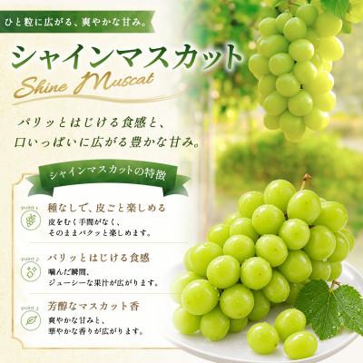 ふるさと納税 高山村 長野県産 ナガノパープルとシャインマスカット 計1.1kg(2房〜3房)2026年発送【期間限定】 |  | 02