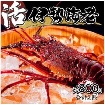 ふるさと納税 串間市 宮崎県串間産 伊勢エビ(計約800g・2匹) | 