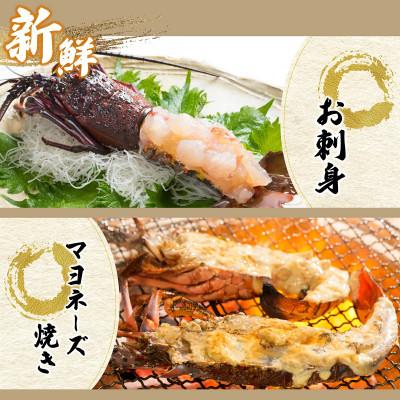 ふるさと納税 串間市 宮崎県串間産 伊勢エビ(計約800g・2匹) |  | 03