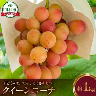 ふるさと納税 田村市 [2026年発送]クイーンニーナ 約1kg