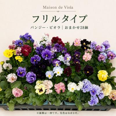 ふるさと納税 豊川市 オリジナルパンジー・ビオラ おまかせアソート《フリルタイプ28鉢》 | 