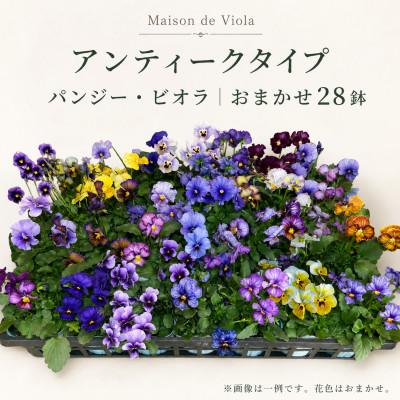 ふるさと納税 豊川市 オリジナルパンジー・ビオラ おまかせアソート《アンティークタイプ28鉢》 | 