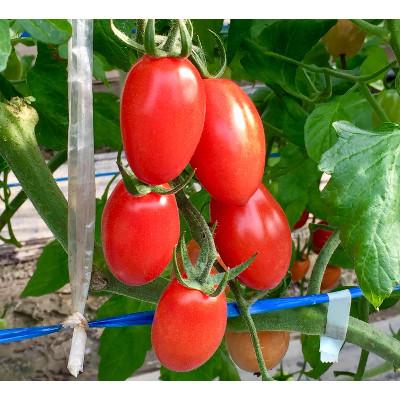 ふるさと納税 玉名市 サザキ農園のアイコ1kg |  | 01