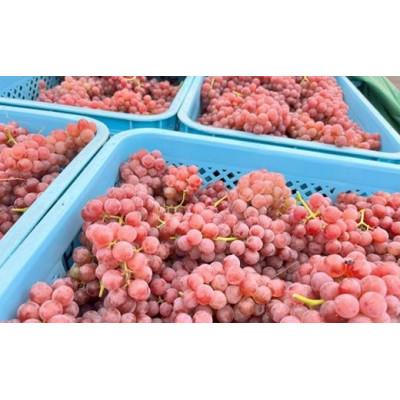 ふるさと納税 南陽市 グレリパ 夏を彩るフレッシュ微発泡3本セット 750ml × 3本  [S2707] |  | 02