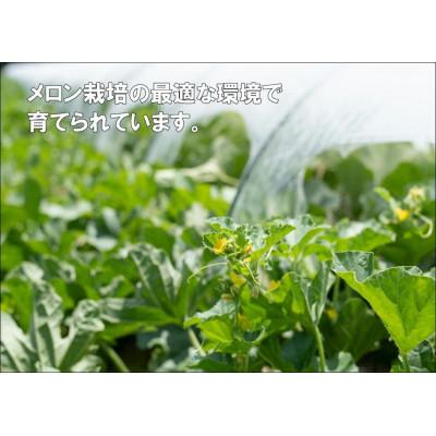 ふるさと納税 鶴岡市 【令和9年産】菅原農園の庄内砂丘アンデスメロン(4L・2玉)【7月下旬〜8月上旬発送】[K-920] |  | 02