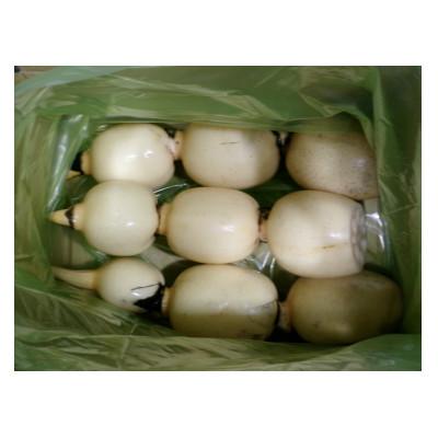 ふるさと納税 稲敷市 ひかりれんこん 1kg(3本〜4本)産地直送(化粧箱鮮度保持袋使用)