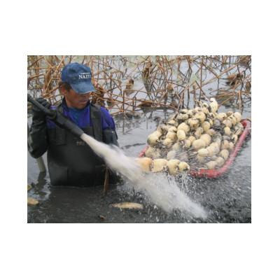 ふるさと納税 稲敷市 ひかりれんこん　1kg(3本〜4本)産地直送(化粧箱鮮度保持袋使用) |  | 03