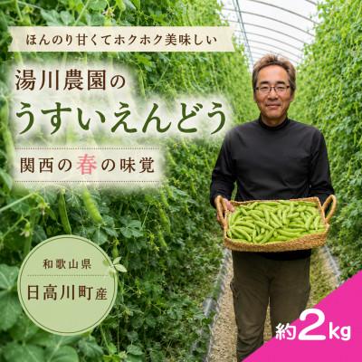 ふるさと納税 日高川町 [2027年1月から発送]大粒でほんのり甘い!うすいえんどう 約2kg/和歌山県日高川町産